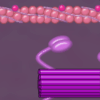 Muscle Contraction Interactive